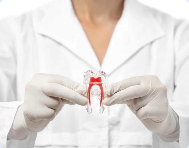 Gloved hands holding a clear tooth model with visible root canals